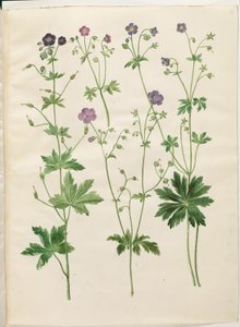 Geranium phaeum (bølgekronet storkenæb); Geranium sylvaticum (skov-storkenæb) af Hans Simon Holtzbecker