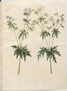 Geranium pratense (eng-storkenæb) af Hans Simon Holtzbecker