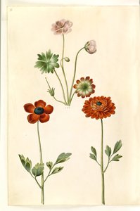 Geranium sanguineum striatum (stribet storkenæb); Ranunculus asiatica (har-ranunkel) af Hans Simon Holtzbecker