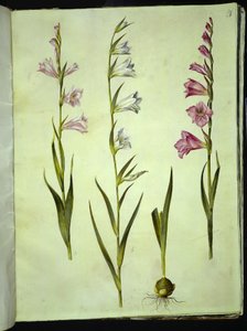 Gladiolus communis (almindelig gladiolus) af Hans Simon Holtzbecker
