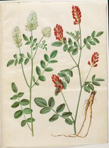 Hedysarum coronarium (rød hanekløver) af Hans Simon Holtzbecker