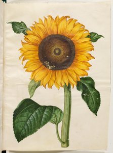 Helianthus annuus (almindelig solsikke) af Hans Simon Holtzbecker
