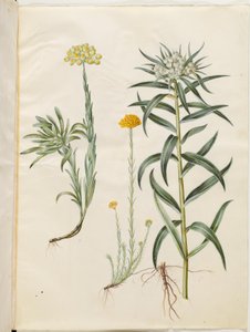 Helichrysum orientale (busk-evighedsblomst); Helichrysum Stoechas (stinkende evighedsblomst); Anaphalis margaritacea (almindelig perlekurv) af Hans Simon Holtzbecker