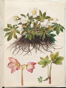 Helleborus niger (almindelig julerose)