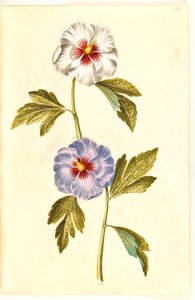 Hibiscus syriacus (syrisk rose) af Hans Simon Holtzbecker