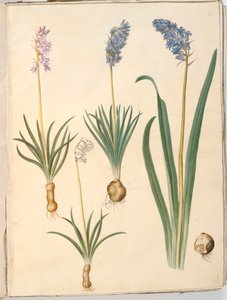 Hyacinthoides non-scripta (almindelig klokkeskilla); Hyacinthoides hispanica (spansk klokkeskilla) af Hans Simon Holtzbecker