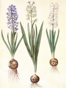 Hyacinthoides orientalis simp et pl af Hans Simon Holtzbecker