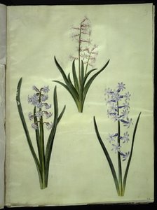 Orientalsk hyacint (Almindelig hyacint) af Hans Simon Holtzbecker