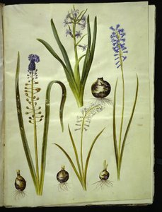Orientalsk hyacint (almindelig hyacint); Muscari comosum (duskhyacint); Brimeura amethystina (pyrenisk blå) af Hans Simon Holtzbecker