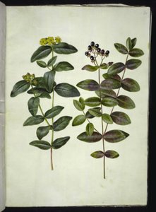 Hypericum androsaemum (bær-perikon) af Hans Simon Holtzbecker
