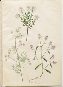 Iberis sempervirens (snepude); Coriandrum sativum (almindelig koriander); Iberis amara (bitter sløjfeblomst) af Hans Simon Holtzbecker