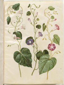 Ipomoea purpurea (purpur-pragtsnerle) af Hans Simon Holtzbecker