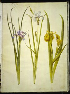 Irisgræs (græsbladet iris); Sibirisk iris (sibirisk iris); Iris pseudacorus af Hans Simon Holtzbecker