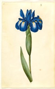 Iris latifolia (engelsk iris) af Hans Simon Holtzbecker