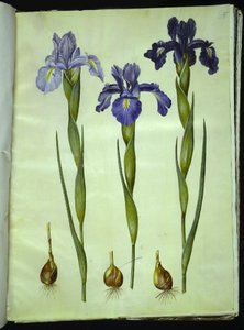 Iris latifolia (engelsk iris) af Hans Simon Holtzbecker
