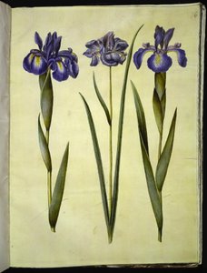 Iris latifolia (engelsk iris); Iris sibirica (sibirisk iris) af Hans Simon Holtzbecker