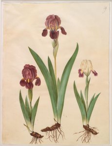 Iris ×lurida (iris-hybrid) af Hans Simon Holtzbecker