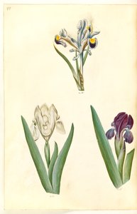 Iris persica (persisk iris); Iris lutescens eller Iris pumila (?) (dværg-iris eller lav iris) af Hans Simon Holtzbecker
