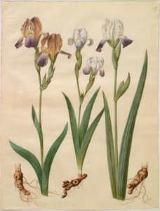 Iris ×sambucina (hylde-iris); Iris ×amoena (iris-hybrid) af Hans Simon Holtzbecker