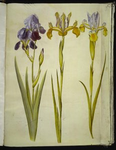 Iris ×sambucina (hylde-iris); Iris latifolia (engelsk iris) af Hans Simon Holtzbecker