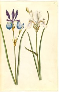 Iris sibirica (sibirisk iris) af Hans Simon Holtzbecker