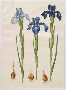Iris xiphioides af Hans Simon Holtzbecker