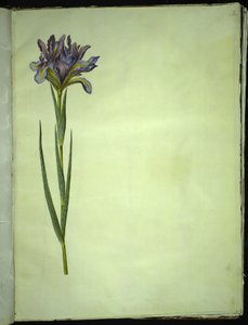 Iris xiphium (spansk iris) af Hans Simon Holtzbecker