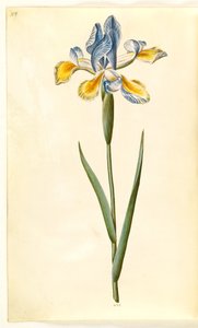 Iris xiphium (spansk iris) af Hans Simon Holtzbecker