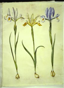 Iris xiphium (spansk iris) eller Iris latifolia (engelsk iris); Iris xiphium (spansk iris) af Hans Simon Holtzbecker
