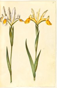 Iris xiphium, evt. Iris latifolia (?) (spansk iris eller engelsk iris) af Hans Simon Holtzbecker