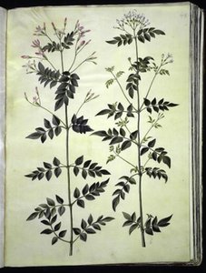 Jasminum officinale (læge-jasmin) af Hans Simon Holtzbecker