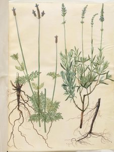Lavandula multifida (aks-lavendel); Lavandula angustifolia (ægte lavendel) af Hans Simon Holtzbecker