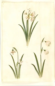 Leucojum aestivum (sommer-hvidblomme); Galanthus nivalis (almindelig vintergæk); Leucojum vernum (dorotealilje) af Hans Simon Holtzbecker