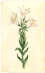 hvid lilje (madonna-lilje) af Hans Simon Holtzbecker