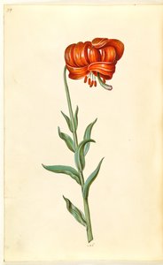 Kalcedon lilje (rød turbanlilje) af Hans Simon Holtzbecker
