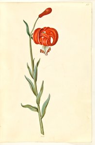 Kalcedon lilje (rød turbanlilje) af Hans Simon Holtzbecker