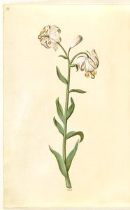 Lilium martagon (krans-lilje) af Hans Simon Holtzbecker