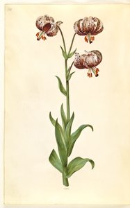 Lilium martagon (krans-lilje) af Hans Simon Holtzbecker