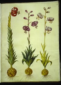 Lily pomponium (pompon-lilje); Martagon lilje (krans-lilje) af Hans Simon Holtzbecker