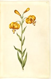Lilium pyrenaicum (pyrenæisk lilje) af Hans Simon Holtzbecker