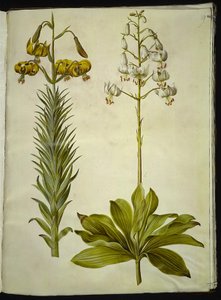 Lilium pyrenaicum (pyrenæisk lilje); Lilium martagon (krans-lilje) af Hans Simon Holtzbecker