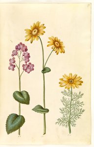 Måne etårige (judaspenge); Doronicum pardalianches (hjertebladet gemserod); Vernal Adonis (vår-adonis) af Hans Simon Holtzbecker