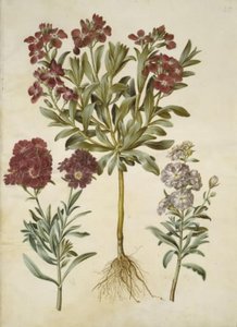 Matthiola Incana (vinter-levkøj) af Hans Simon Holtzbecker
