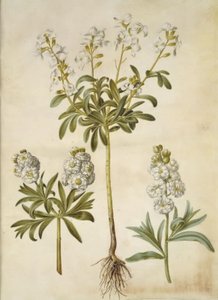 Matthiola Incana (vinter-levkøj) af Hans Simon Holtzbecker