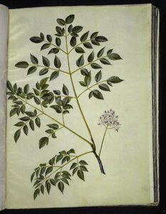 Melia azedarach (paternostertræ) af Hans Simon Holtzbecker