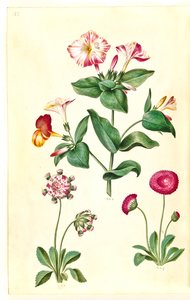 Mirabilis jalapa (vidunderblomst); Bellis perennis (almindelig tusindfryd) af Hans Simon Holtzbecker