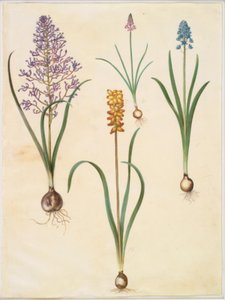 Muscari comosum (blomsterhyacint); Scilla autumnalis (høst-skilla); Hyacinthoides italica (italiensk klokskilla); Muscari macrocarpum (gul perlehyacint) af Hans Simon Holtzbecker