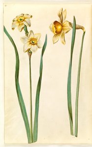 Narcissus ×mediluteus (toblomstret narcissus); Narcissus ×usammenlignelig (har narcissist) af Hans Simon Holtzbecker