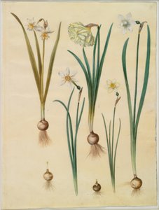 Narcissus ×mediluteus (toblomstret narcissus); Narcissus pseudonarcissus; Narcissus (narcissus); Poetisk narcissus (pinselilje); Narcissus × tyndere af Hans Simon Holtzbecker