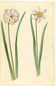 poetisk narcissus (pinselilje) af Hans Simon Holtzbecker